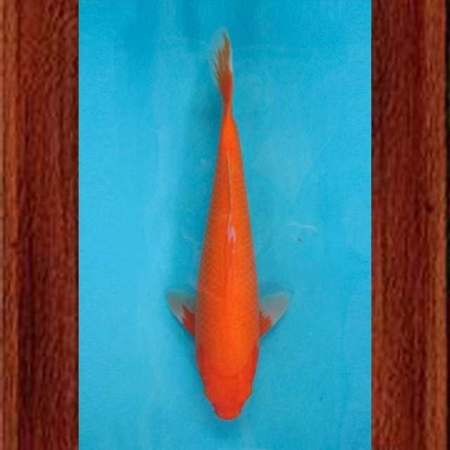 Near Koi - Benigoi 38cm