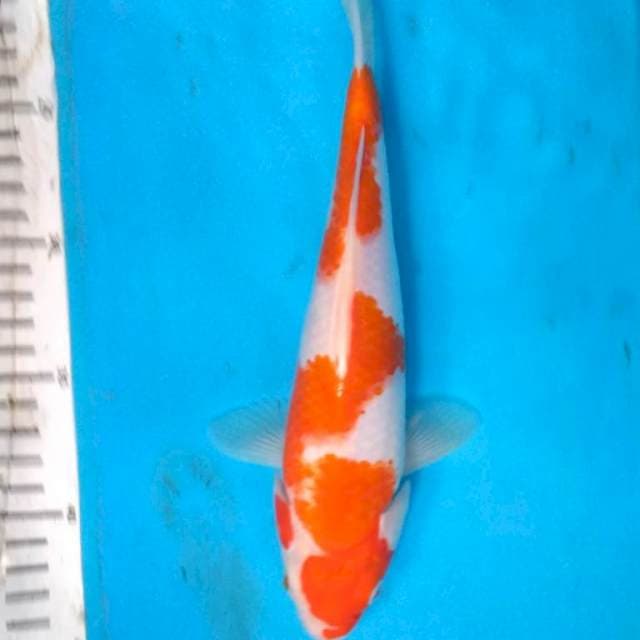 KOHAKU