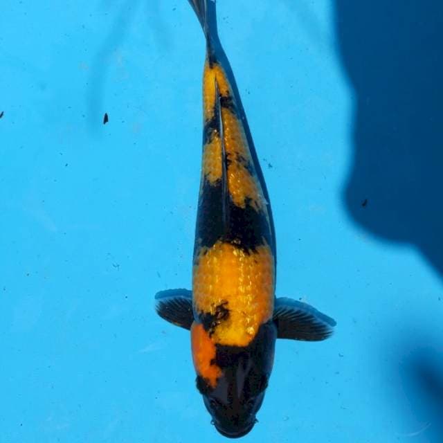 Ki Utsuri