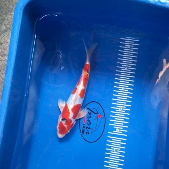 Sanke doit 23 cm