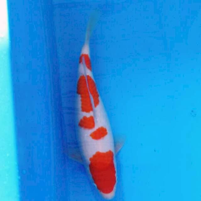 Godan Kohaku