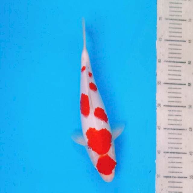 Maruten Sakura Kohaku