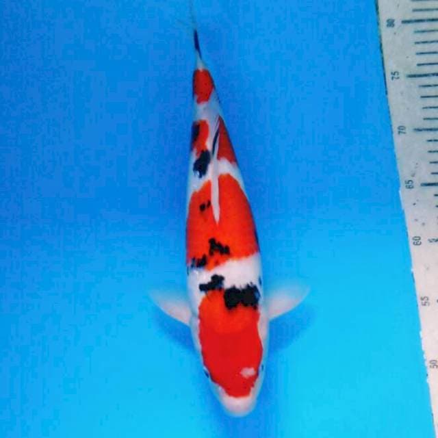 Yondan Taisho Sanshoku