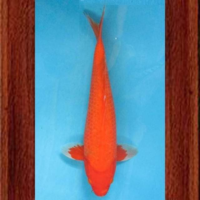 Near Koi - Benigoi Balance 37cm