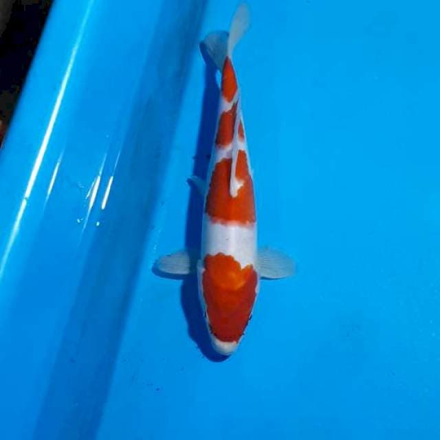 KOHAKU 24 CM