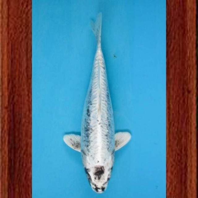 Near Koi - Unique Hikari 29cm