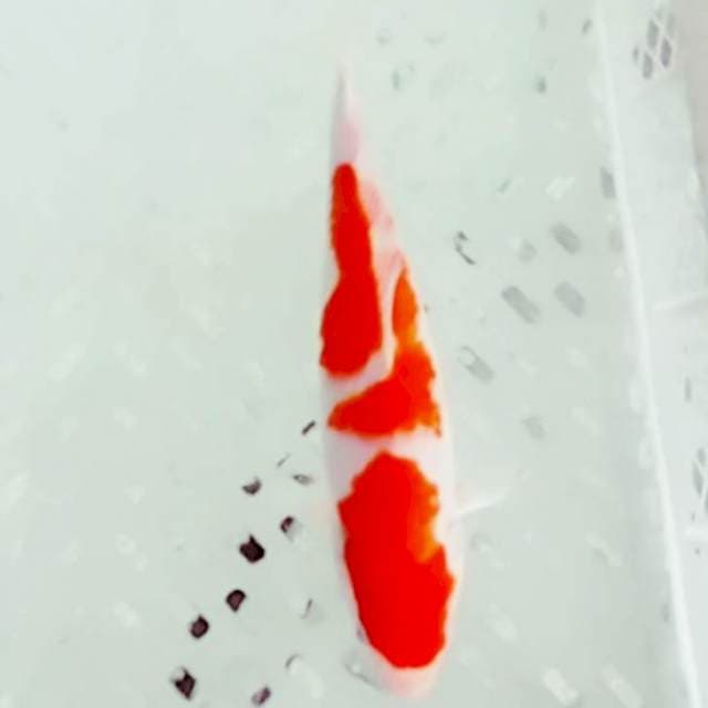 30cm kohaku bagus