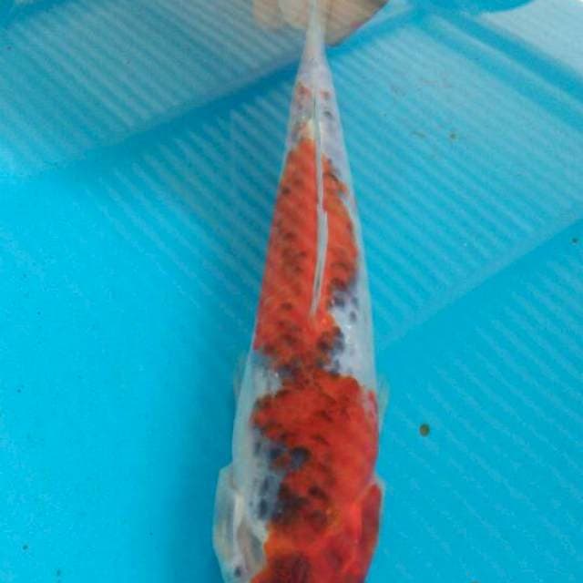 Goshiki 20cm