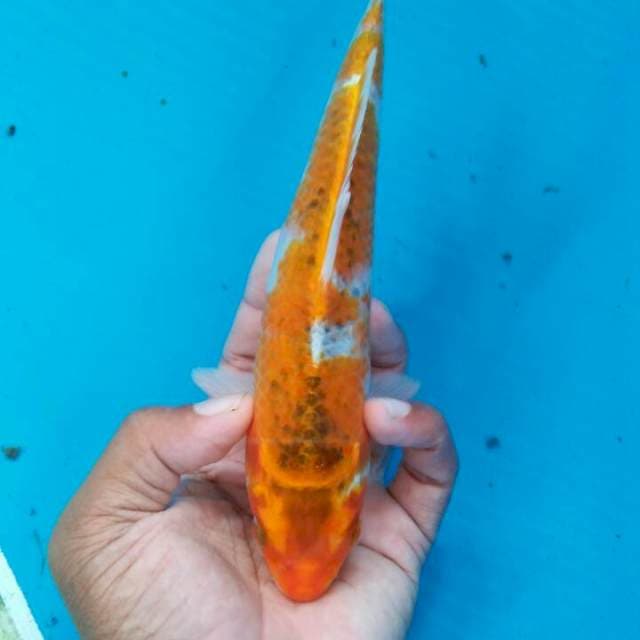Goshiki lagi 22cm