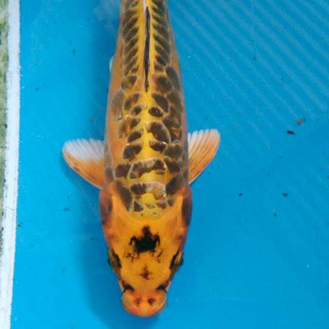 Mizhuo 23cm