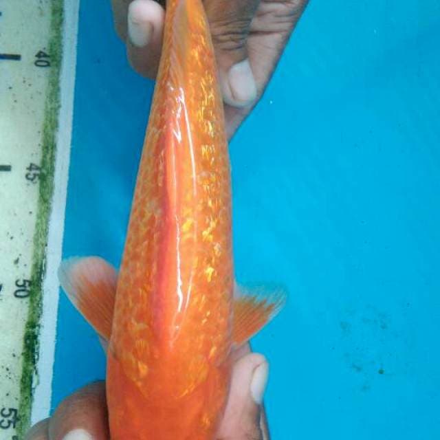 Beni goi ginrin jos 23cm