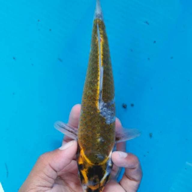 Ociba sip 23cm