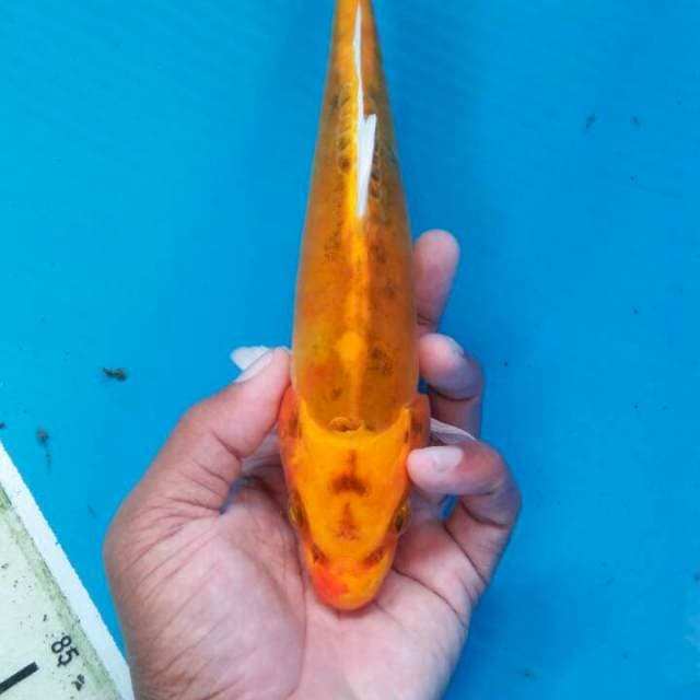 Kin kiko 24cm