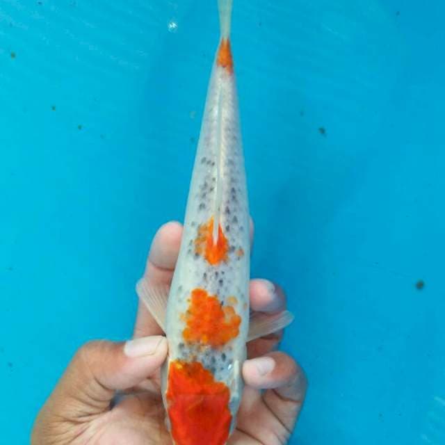 Goshiki step 23cm