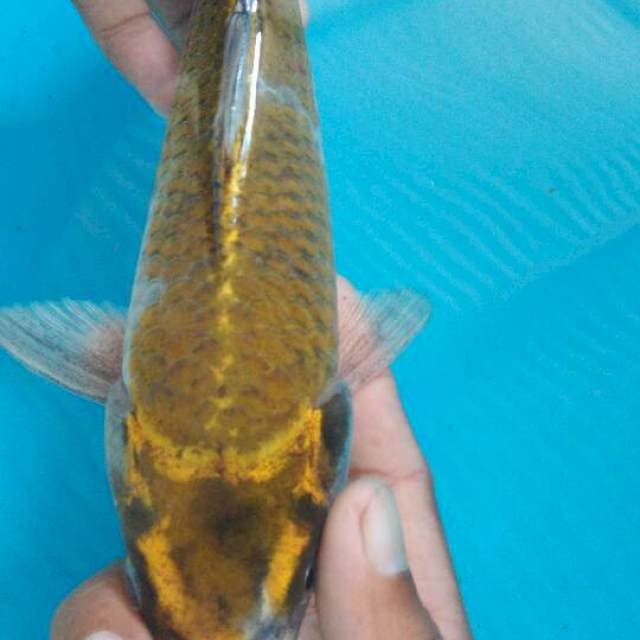 Ochiba 25cm