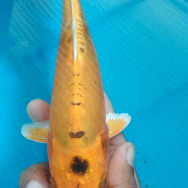 Kawarimono 23cm