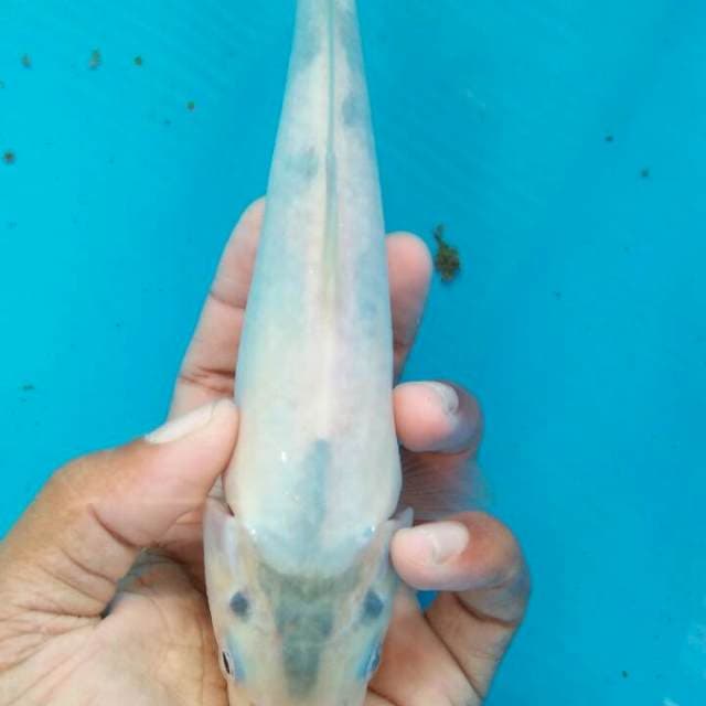 Shiro tategoi joss 22cm