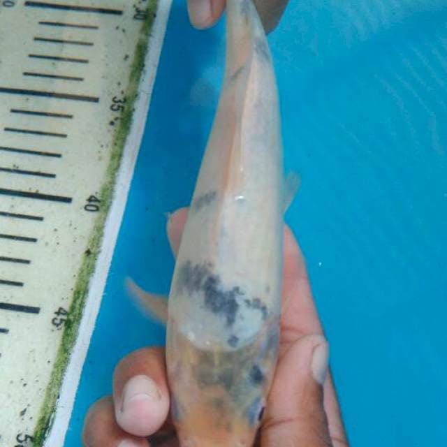 Shiro utsuri 23cm