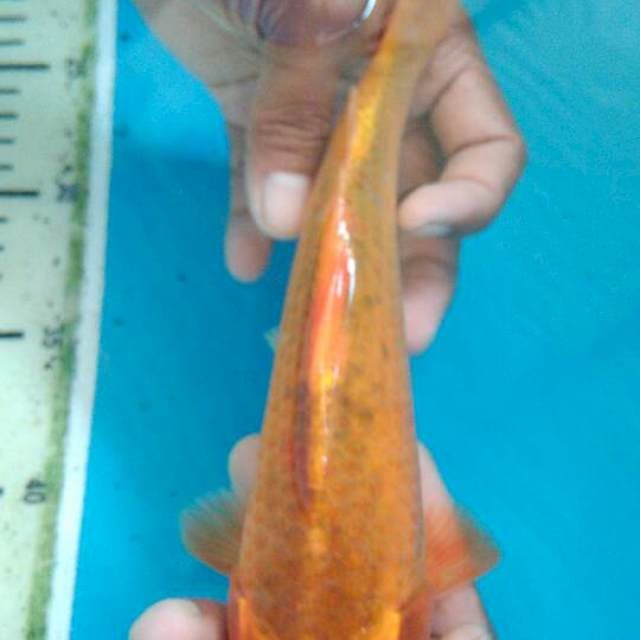 Aka matsuba 24cm