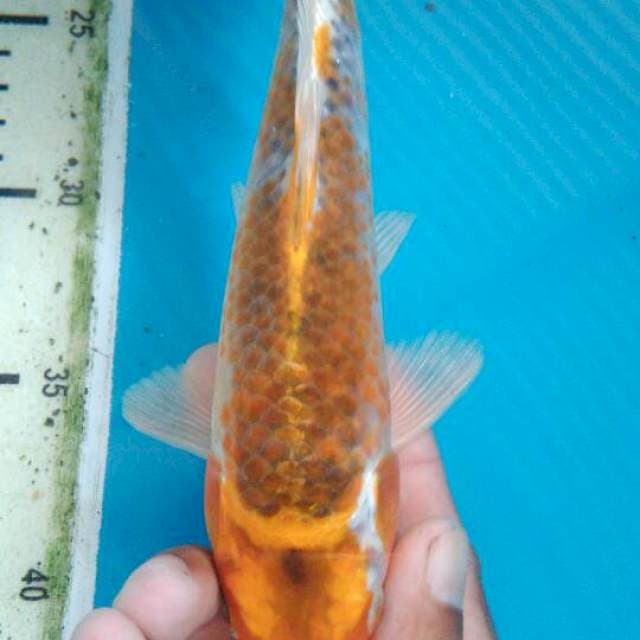 Goshiki 21cm