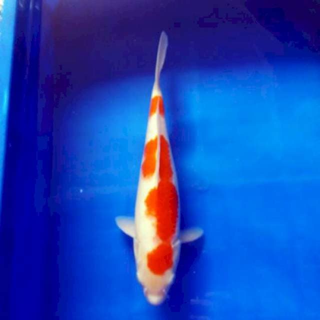 30cm BU super red kohaku
