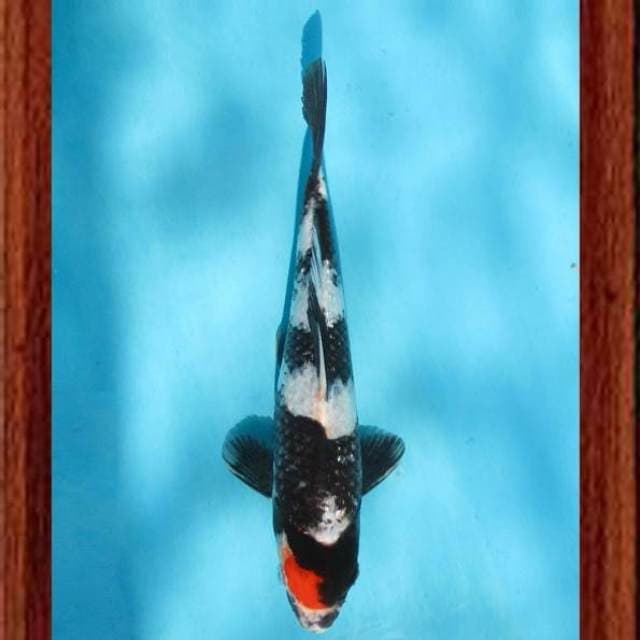 Near Koi - Tancho Showa Ginrin 24cm