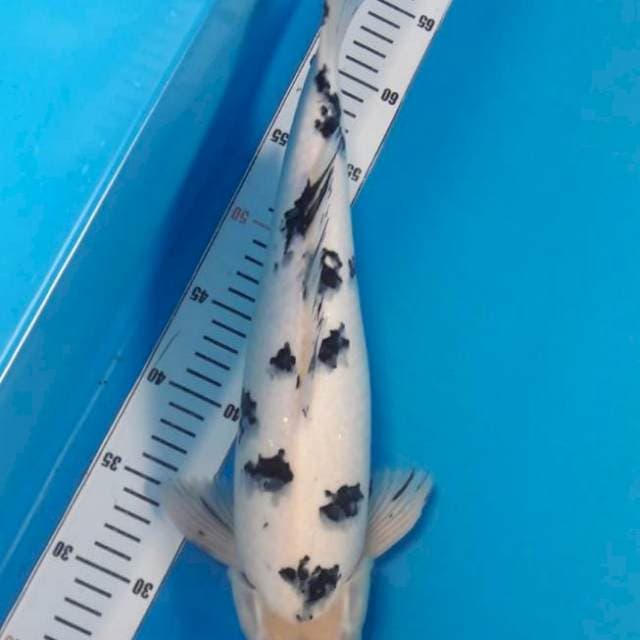 Bekko male 40cm