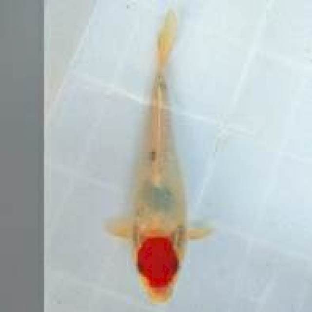 Tancho 23cm