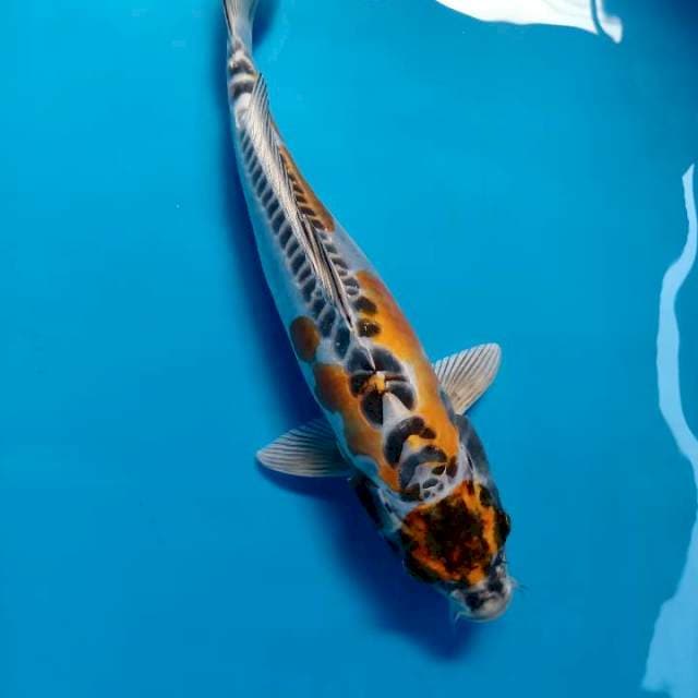 Kojaku Doit 34 cm