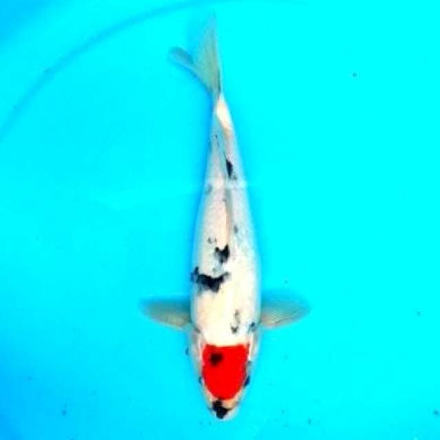 25 CM - TANCHO SHOWA TATEGOI ORI