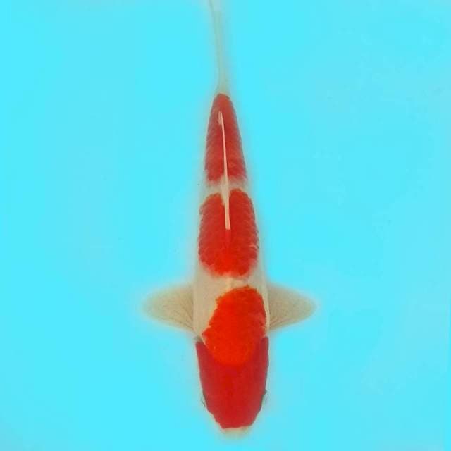 27CM - TRI STEP