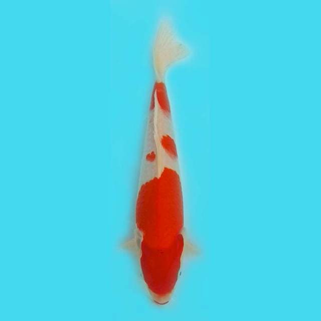 25CM - KOHAKU