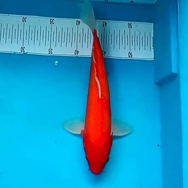 BLOODSHEAKER #30CM