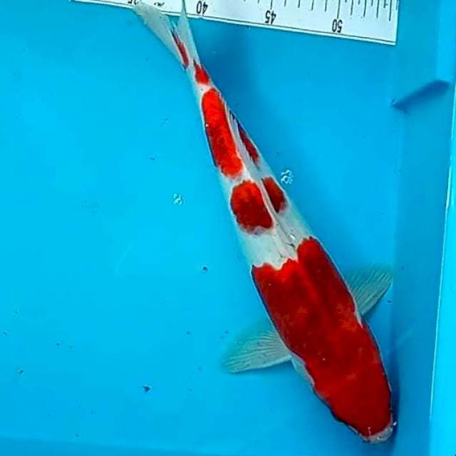 GOROMO #35cm