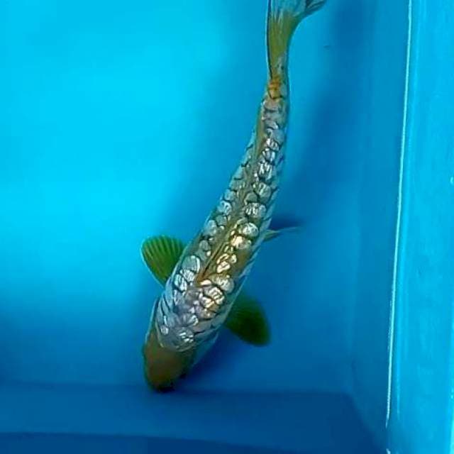 GINRIN ARAGO #25CM