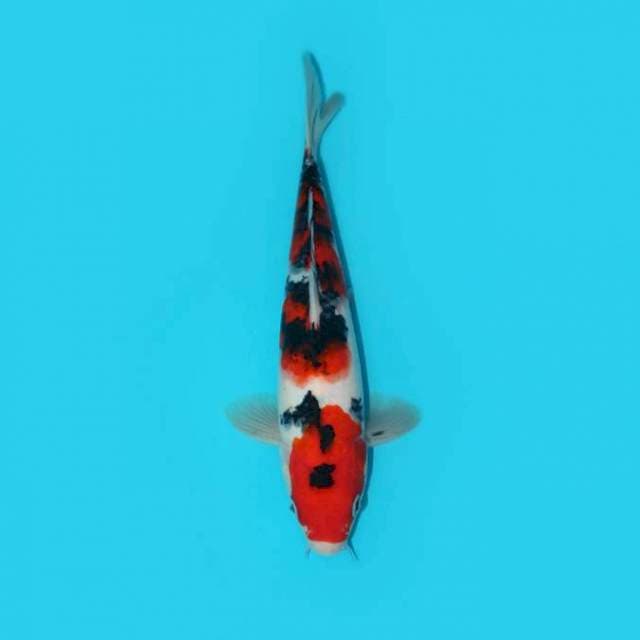 MARUTEN SANKE 24 CM