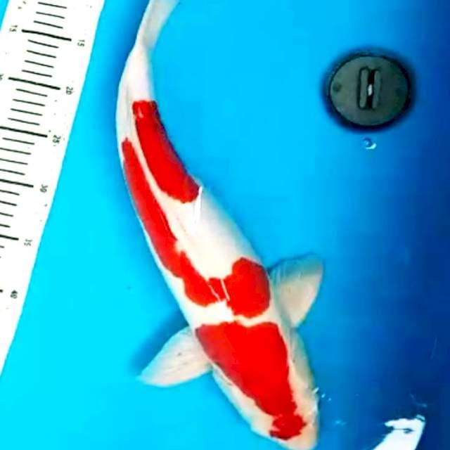 48cm merah darah doitsu super istimewa body terpedo