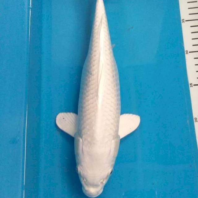 Platinum 34 cm