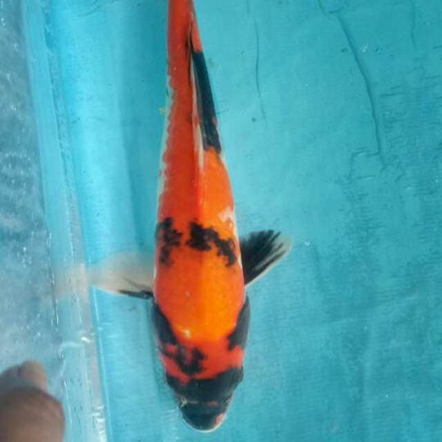 Showa 39cm