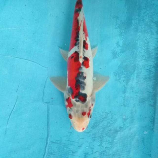 Antik 34cm