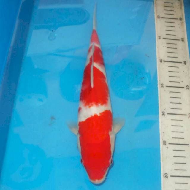 KOHAKU BAGUS