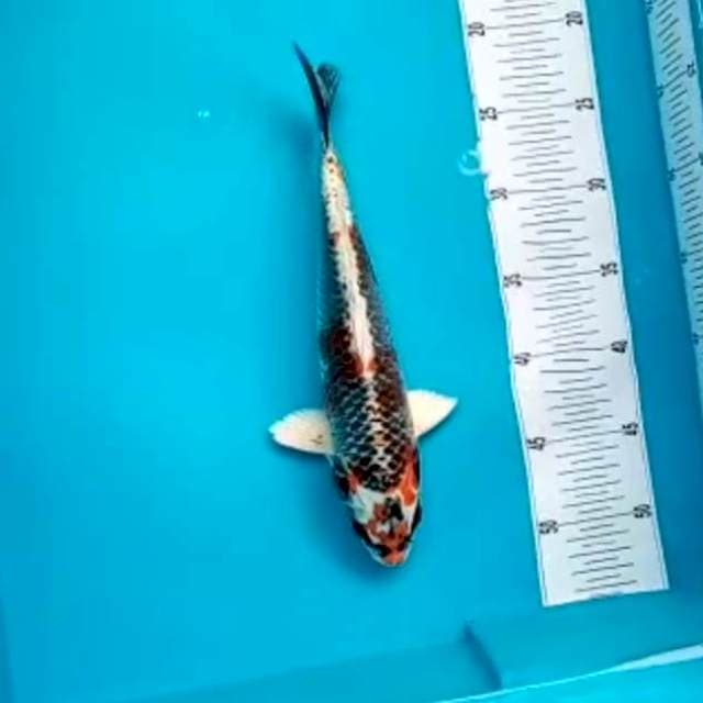 Hikari 30cm