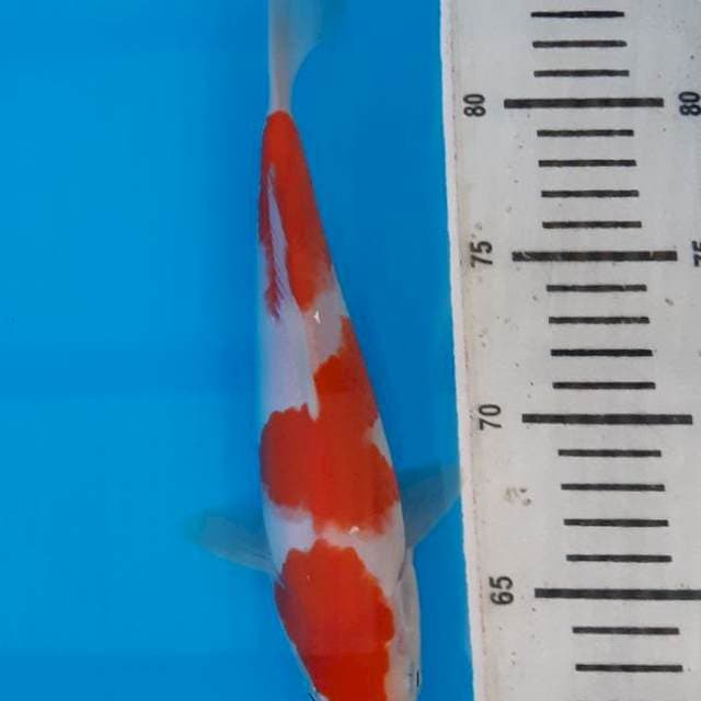 Superwhite kohaku