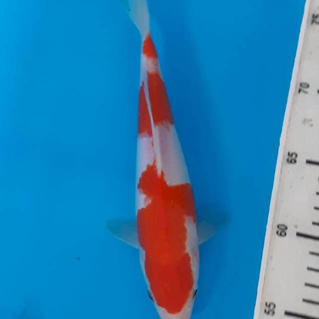 Kohaku simple patern