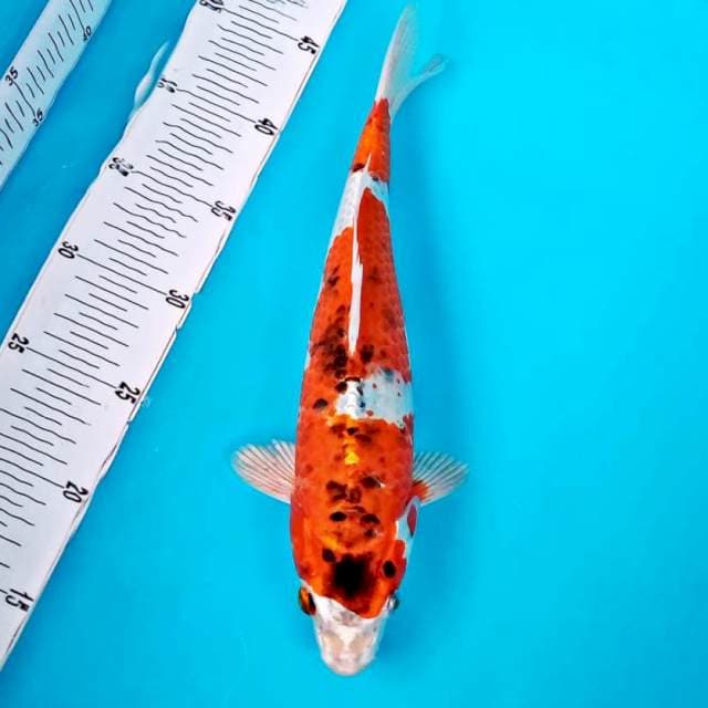 Ghos*30cm
