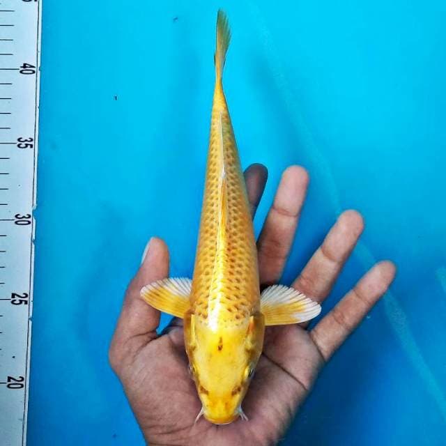 OGON #25CM