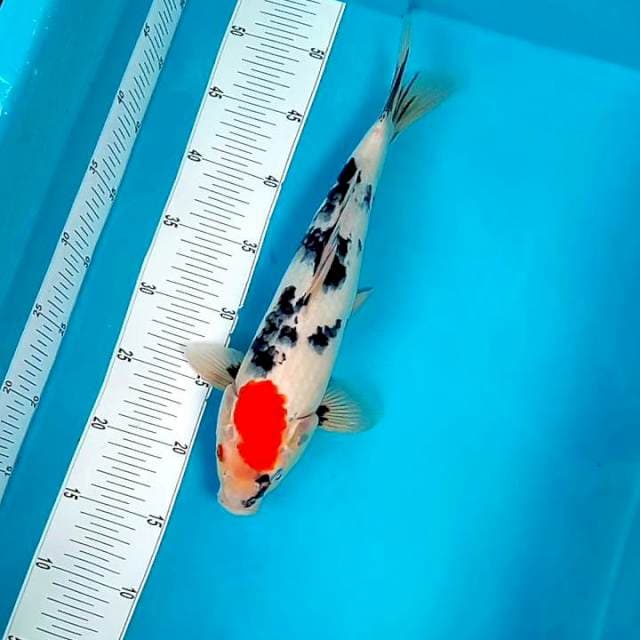 TC SHOWA #35CM