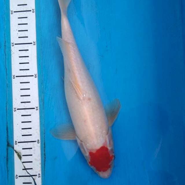 Tancho kohaku