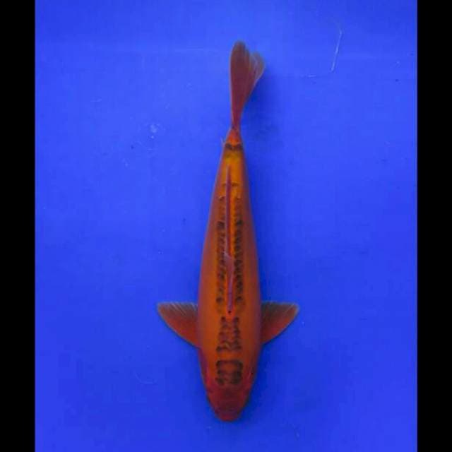 Red Dragon - 37cm Male