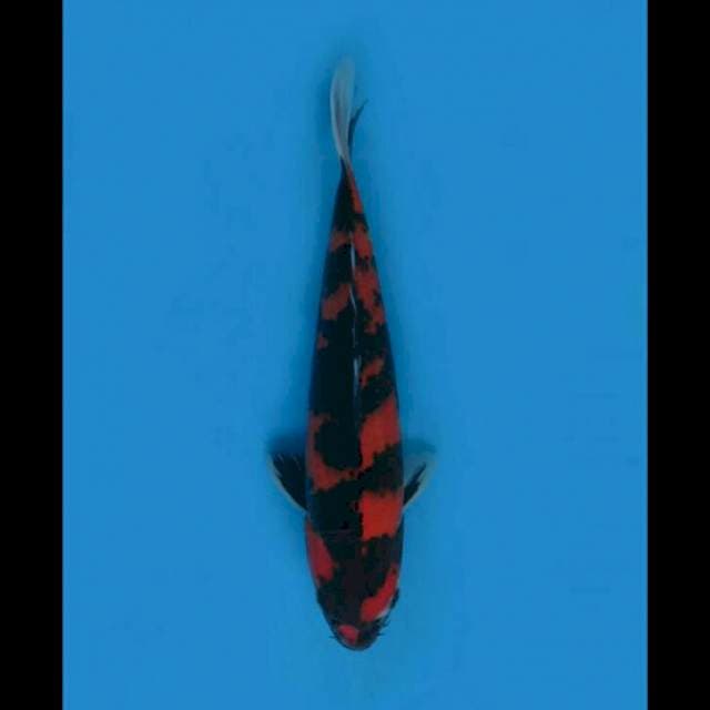 Hi Showa Nagoya - 24cm Male